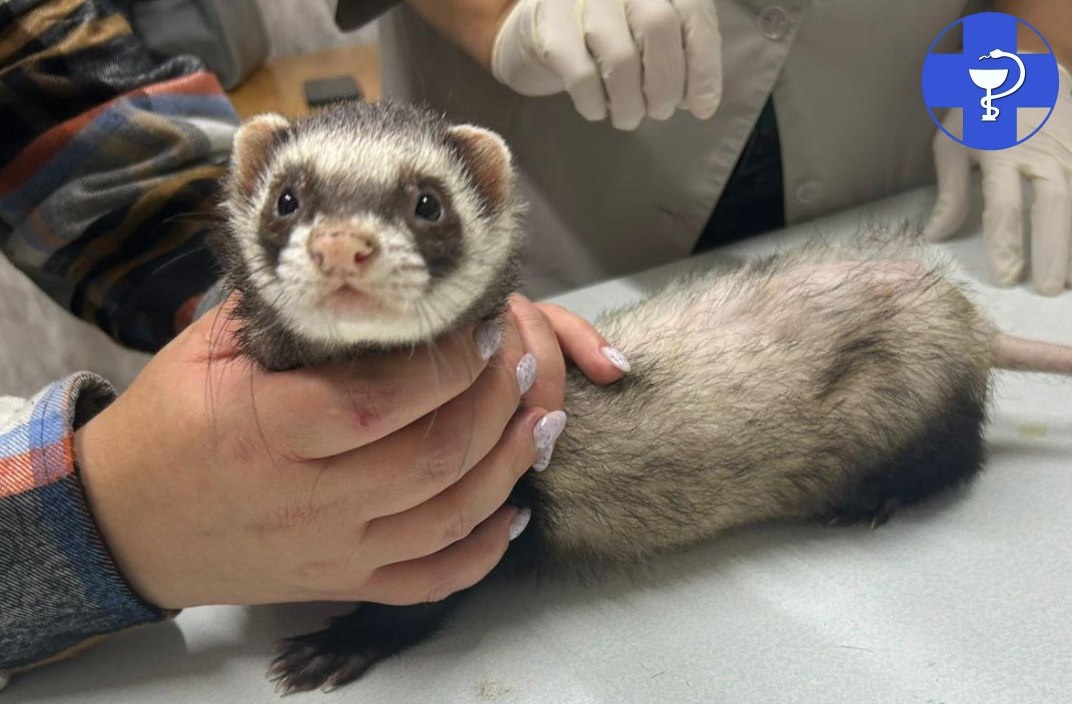 Саратовские ветеринары спасли хорька-аллергика от облысения